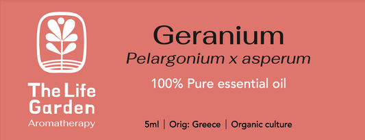 Geranium (Pelargonium x asperum)