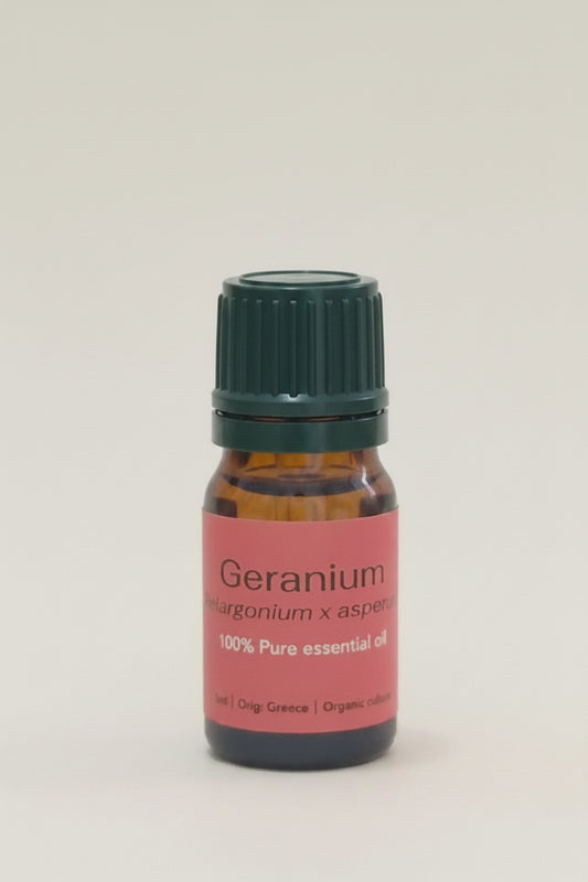 Geranium (Pelargonium x asperum)